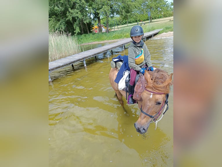 Deutsches Reitpony Wallach 3 Jahre 148 cm Red Dun in Perleberg OT Quitzow