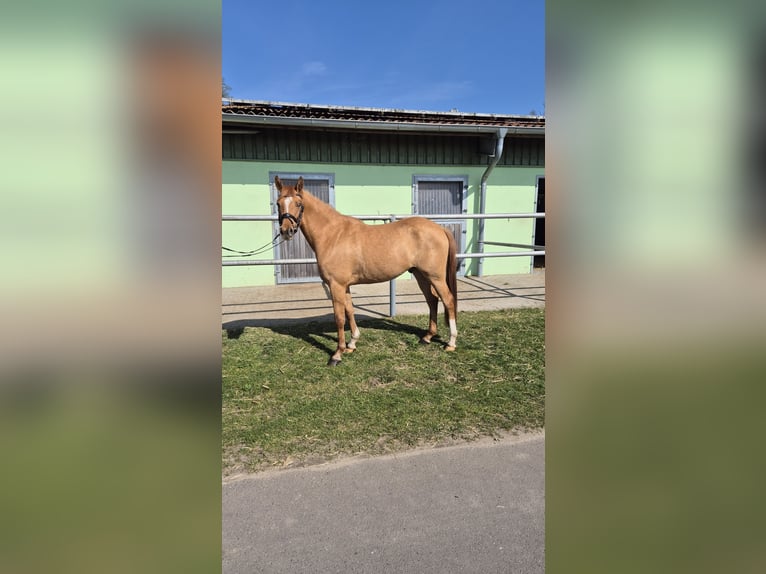 Deutsches Reitpony Wallach 3 Jahre 148 cm Red Dun in Perleberg OT Quitzow