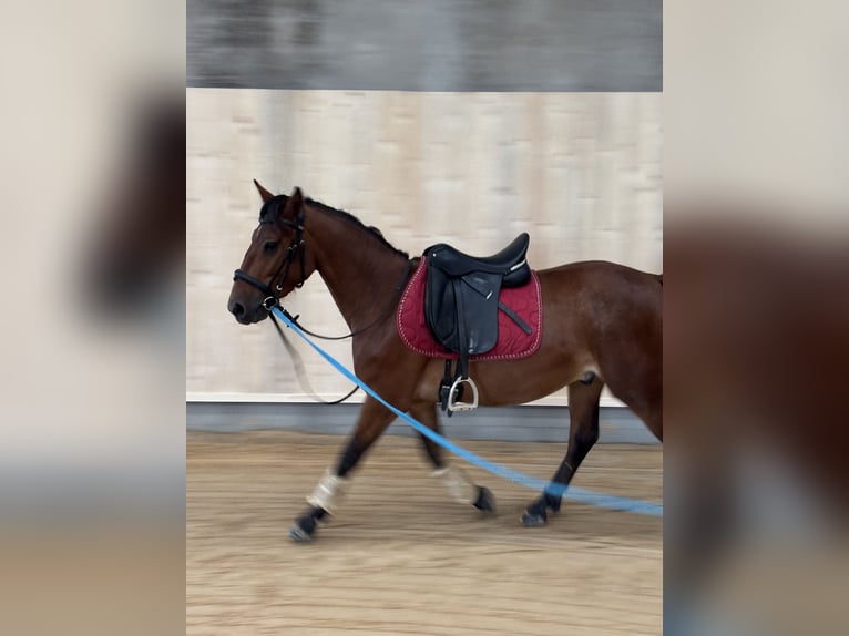 Deutsches Reitpony Mix Wallach 3 Jahre 148 cm Rotbrauner in Bettange sur Mess