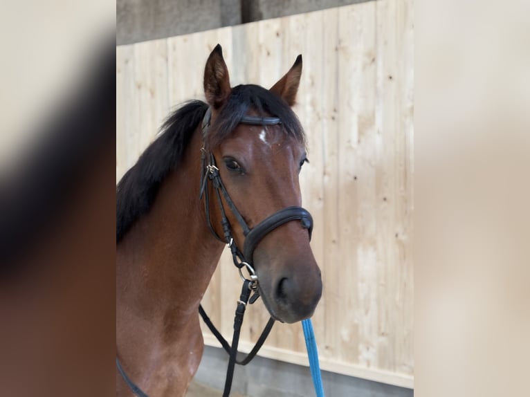 Deutsches Reitpony Mix Wallach 3 Jahre 148 cm Rotbrauner in Bettange sur Mess