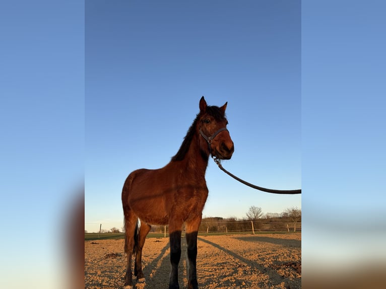 Deutsches Reitpony Mix Wallach 3 Jahre 148 cm Rotbrauner in Bettange sur Mess