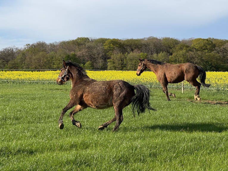 Deutsches Reitpony Mix Wallach 3 Jahre 148 cm Rotbrauner in Bettange sur Mess