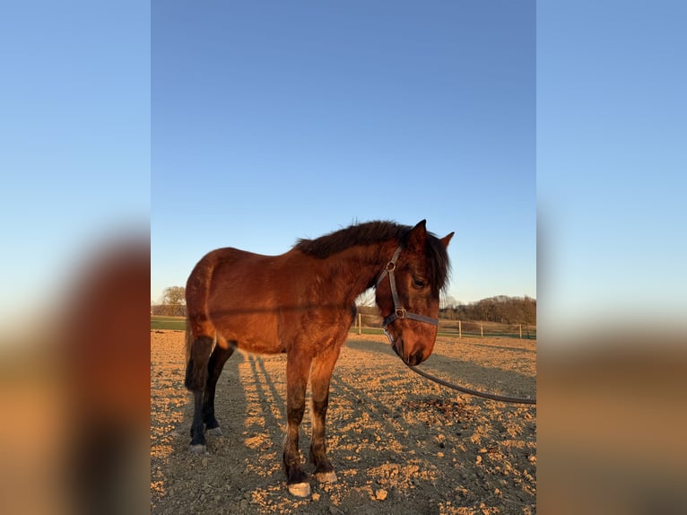 Deutsches Reitpony Mix Wallach 3 Jahre 148 cm Rotbrauner in Bettange sur Mess