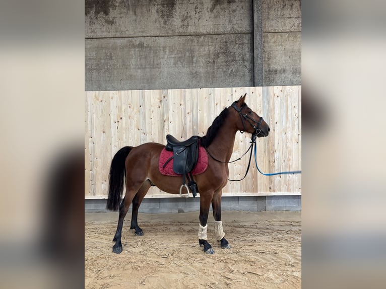 Deutsches Reitpony Mix Wallach 3 Jahre 148 cm Rotbrauner in Bettange sur Mess