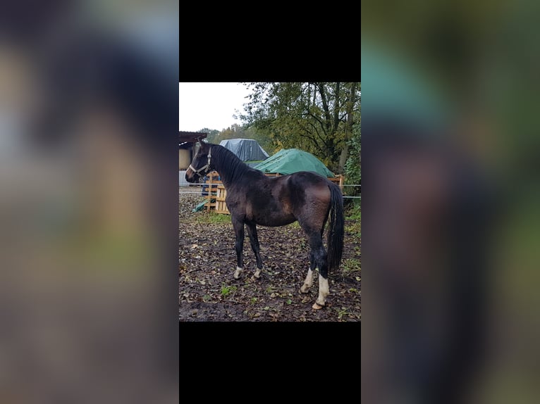 Deutsches Reitpony Wallach 3 Jahre 148 cm Schwarzbrauner in Elmshorn