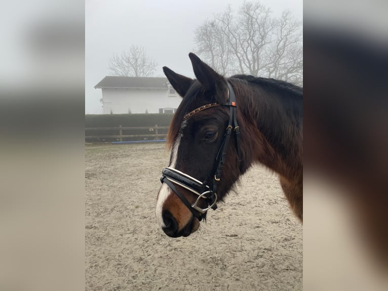 Deutsches Reitpony Wallach 3 Jahre 148 cm Schwarzbrauner in Elmshorn