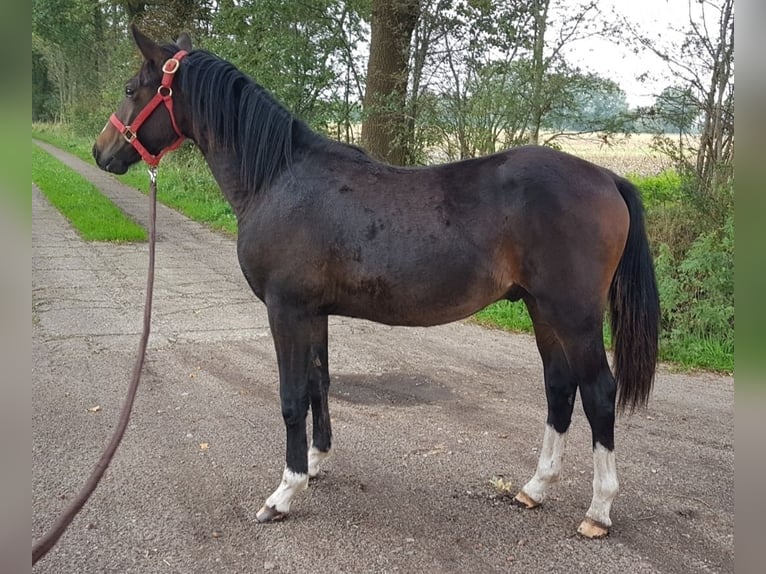 Deutsches Reitpony Wallach 3 Jahre 148 cm Schwarzbrauner in Elmshorn