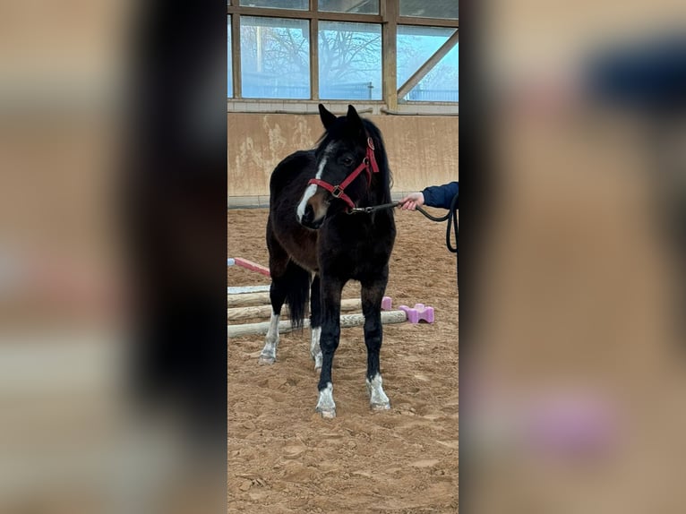 Deutsches Reitpony Wallach 3 Jahre 148 cm Schwarzbrauner in Elmshorn