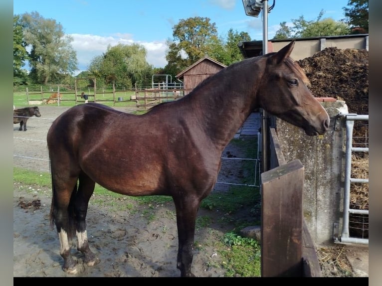 Deutsches Reitpony Wallach 3 Jahre 148 cm Schwarzbrauner in Elmshorn