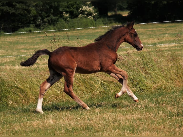 Deutsches Reitpony Wallach 3 Jahre 149 cm Brauner in Ennigerloh