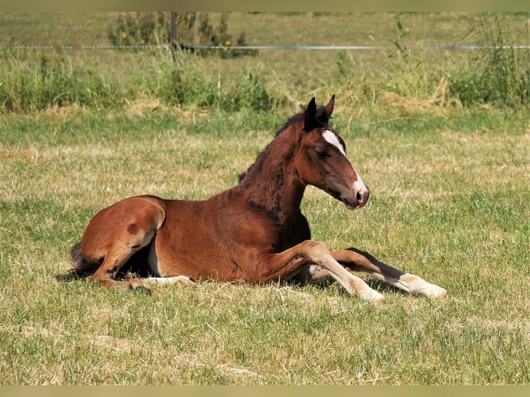 Deutsches Reitpony Wallach 3 Jahre 149 cm Brauner in Ennigerloh