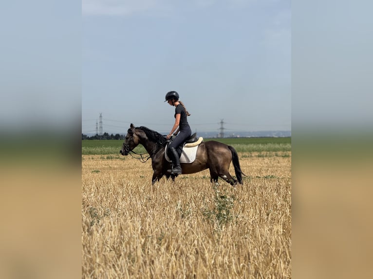 Deutsches Reitpony Wallach 3 Jahre 149 cm Buckskin in Bergheim