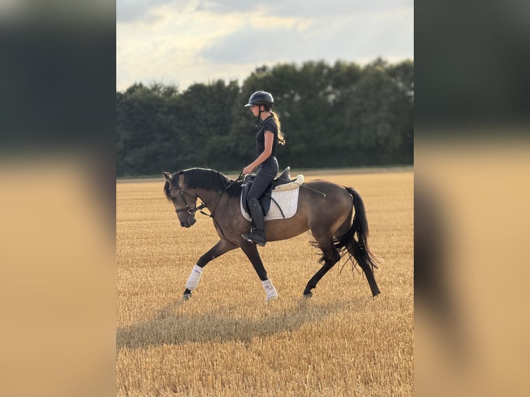 Deutsches Reitpony Wallach 3 Jahre 149 cm Buckskin in Bergheim