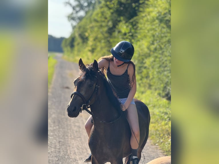 Deutsches Reitpony Wallach 3 Jahre 149 cm Buckskin in Bergheim