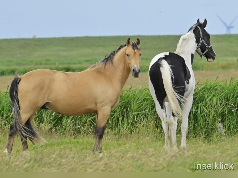 Deutsches Reitpony Wallach 3 Jahre 149 cm Buckskin in Alkersum