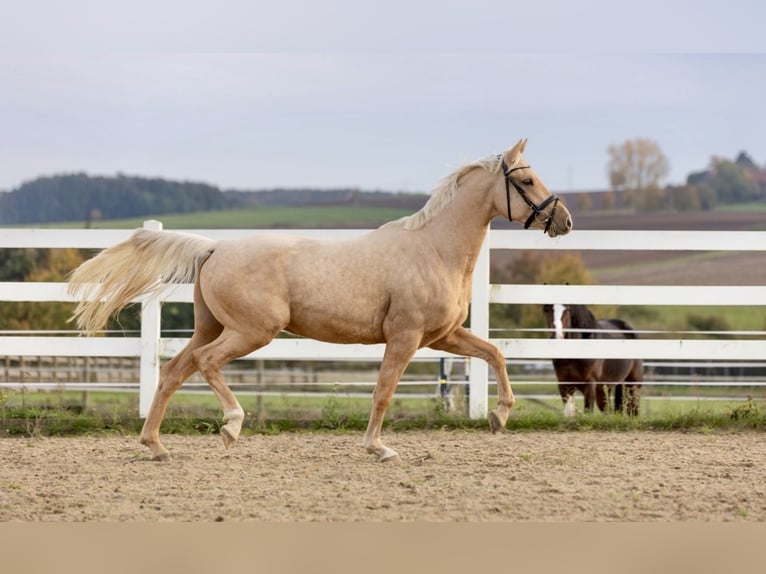 Deutsches Reitpony Wallach 3 Jahre 149 cm Palomino in Borken