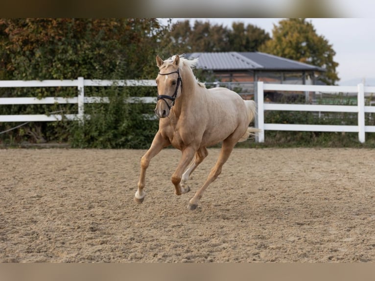 Deutsches Reitpony Wallach 3 Jahre 149 cm Palomino in Borken