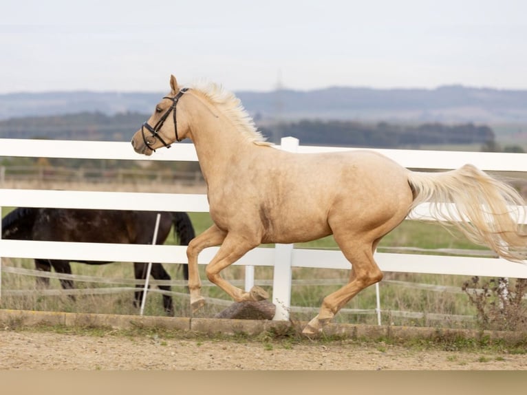 Deutsches Reitpony Wallach 3 Jahre 149 cm Palomino in Borken