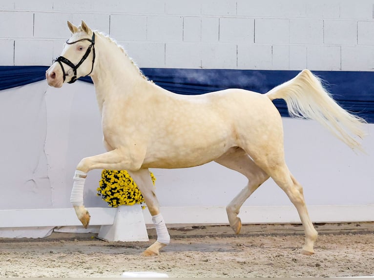 Deutsches Reitpony Wallach 3 Jahre 149 cm Perlino in Marsberg
