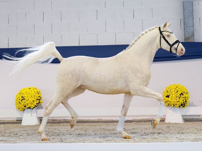 Deutsches Reitpony Wallach 3 Jahre 149 cm Perlino in Marsberg
