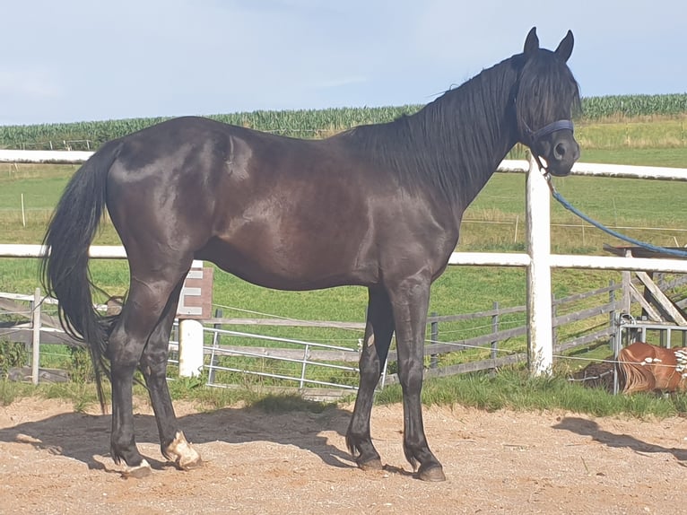 Deutsches Reitpony Wallach 3 Jahre 149 cm Rappe in Waidhaus