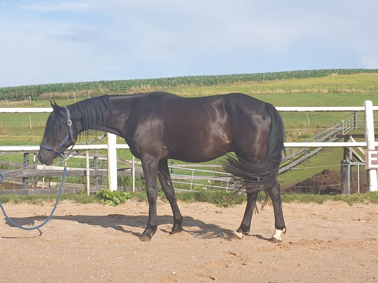 Deutsches Reitpony Wallach 3 Jahre 149 cm Rappe in Waidhaus