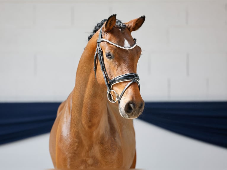 Deutsches Reitpony Wallach 3 Jahre 150 cm Brauner in Marsberg