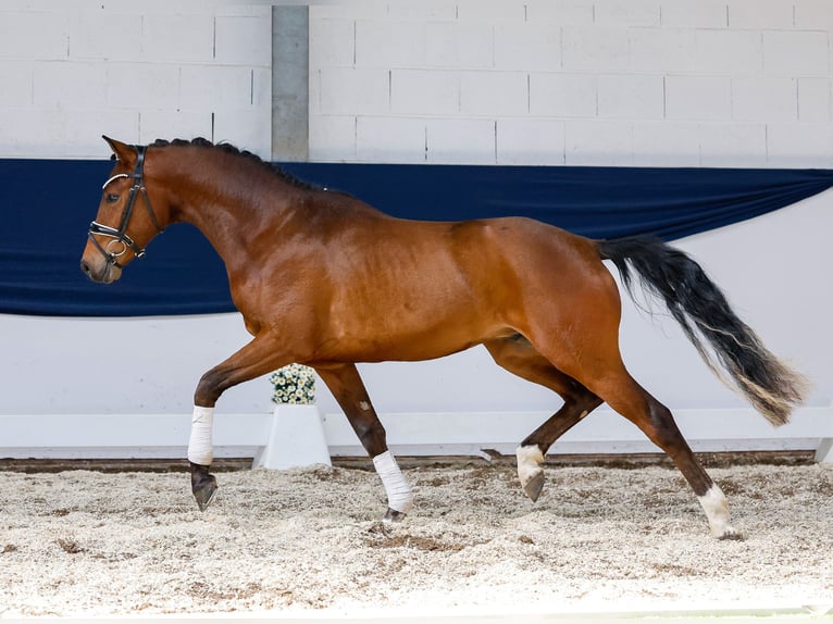 Deutsches Reitpony Wallach 3 Jahre 150 cm Brauner in Marsberg