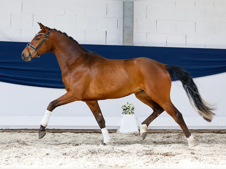 Deutsches Reitpony Wallach 3 Jahre 150 cm Brauner in Marsberg
