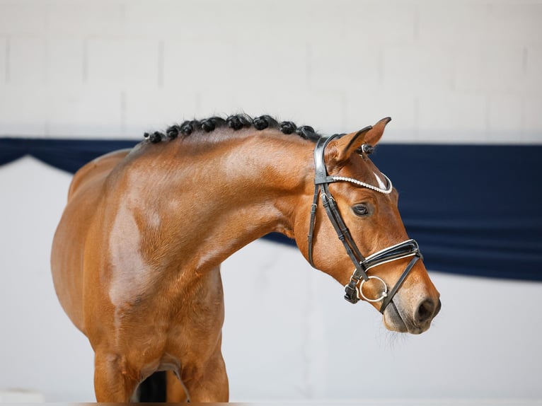 Deutsches Reitpony Wallach 3 Jahre 150 cm Brauner in Marsberg