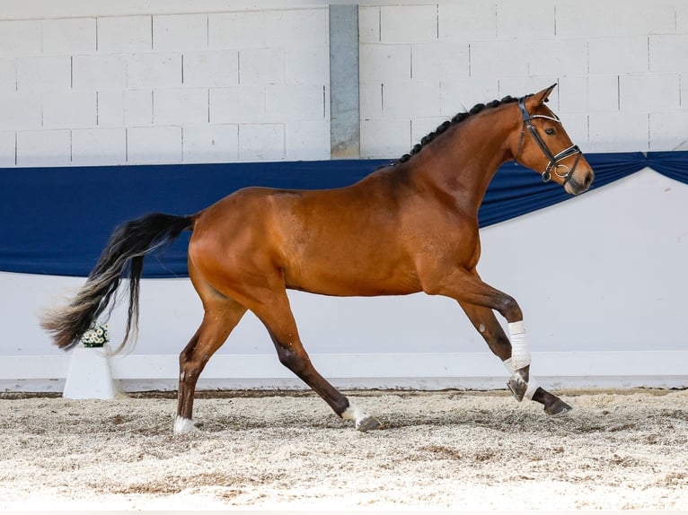 Deutsches Reitpony Wallach 3 Jahre 150 cm Brauner in Marsberg