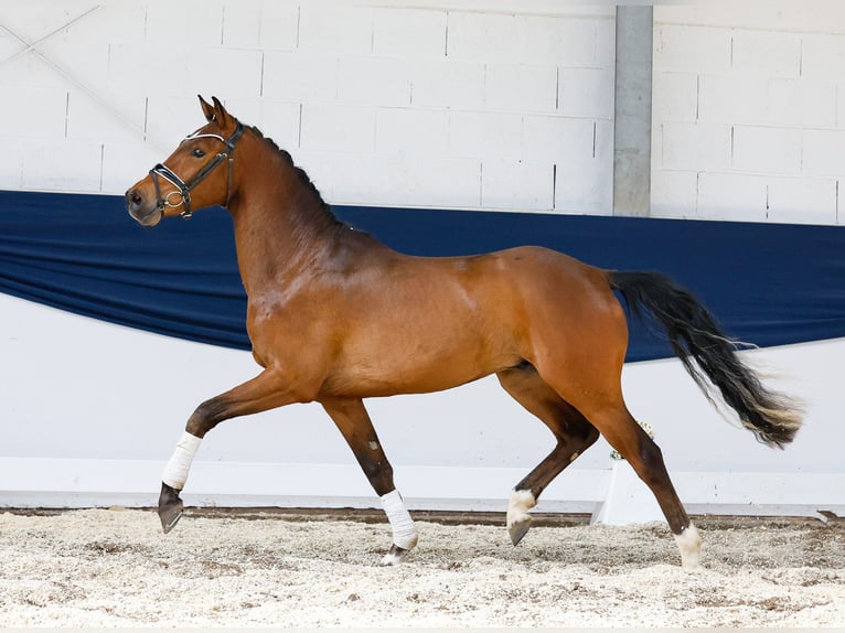 Deutsches Reitpony Wallach 3 Jahre 150 cm Brauner in Marsberg