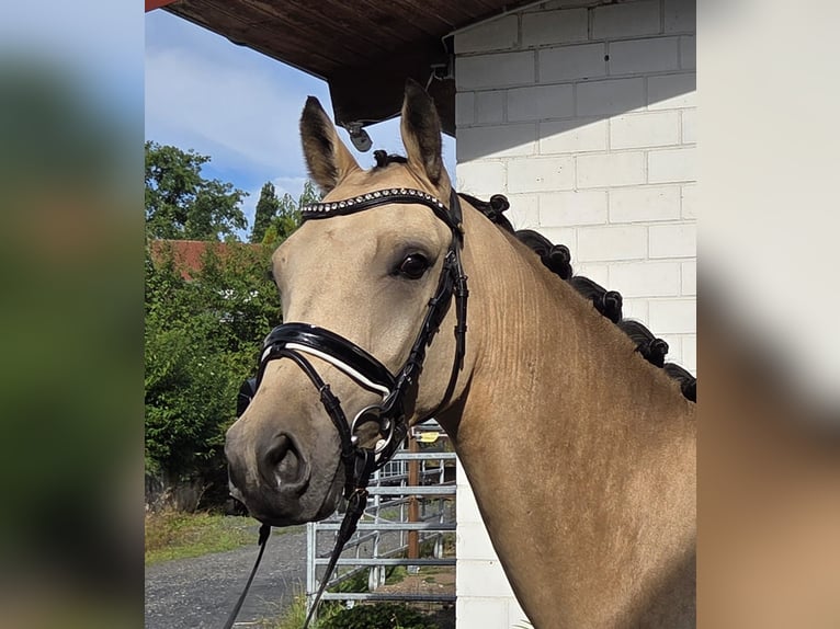 Deutsches Reitpony Wallach 3 Jahre 150 cm Buckskin in Haunetal