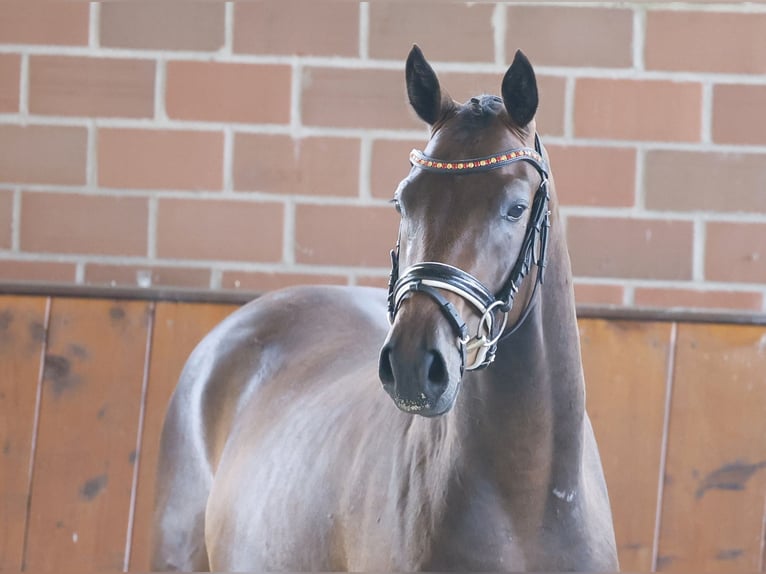 Deutsches Reitpony Wallach 3 Jahre 150 cm Dunkelbrauner in Cappeln
