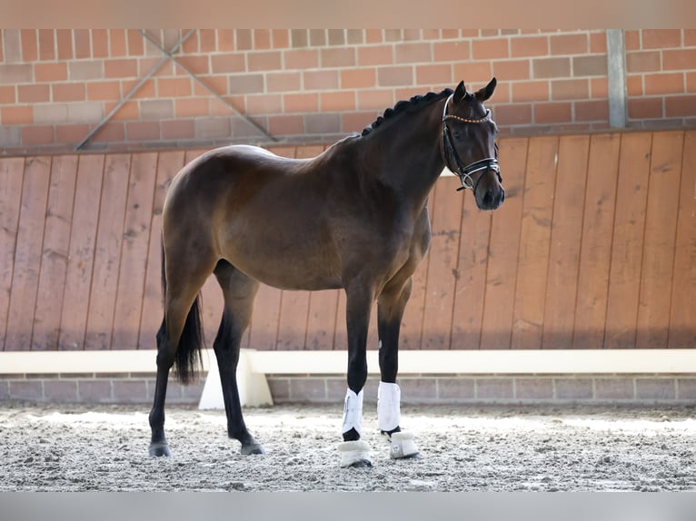 Deutsches Reitpony Wallach 3 Jahre 150 cm Dunkelbrauner in Cappeln