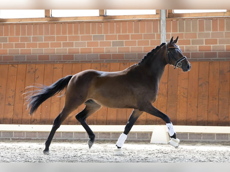 Deutsches Reitpony Wallach 3 Jahre 150 cm Dunkelbrauner in Cappeln