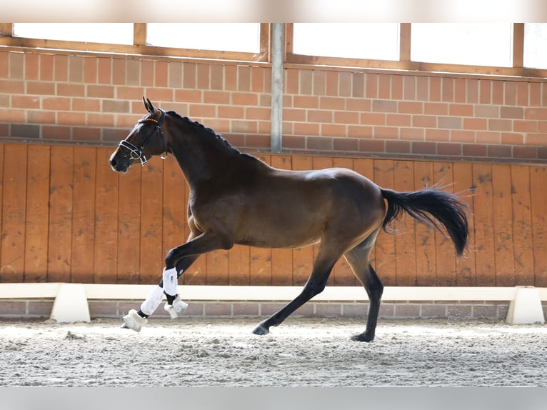 Deutsches Reitpony Wallach 3 Jahre 150 cm Dunkelbrauner in Cappeln