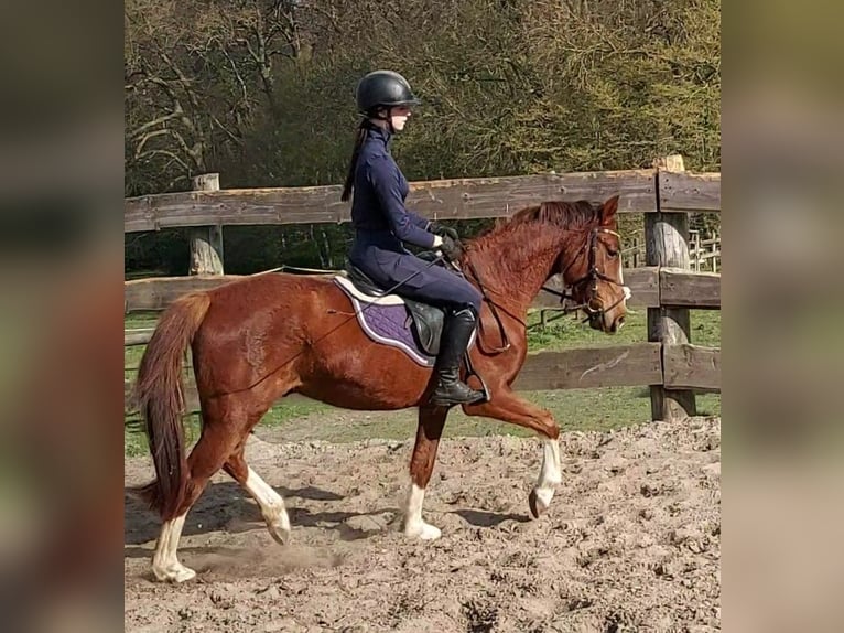 Deutsches Reitpony Mix Wallach 3 Jahre 150 cm Dunkelfuchs in Ritterhude