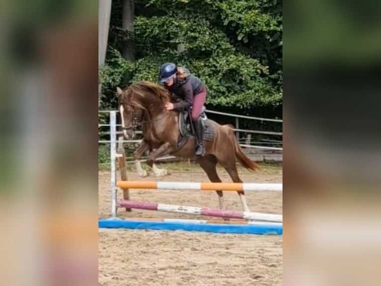 Deutsches Reitpony Mix Wallach 3 Jahre 150 cm Dunkelfuchs in Ritterhude