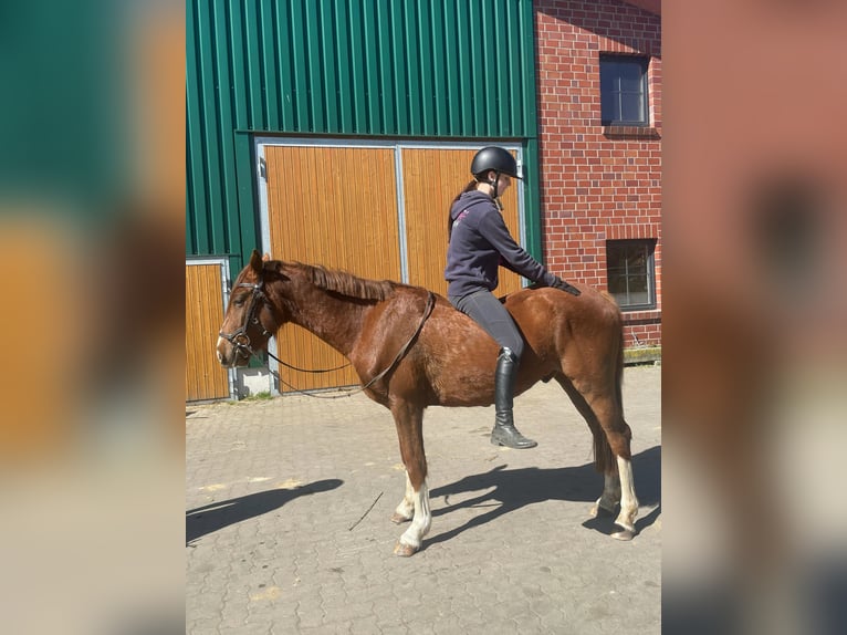 Deutsches Reitpony Mix Wallach 3 Jahre 150 cm Dunkelfuchs in Ritterhude