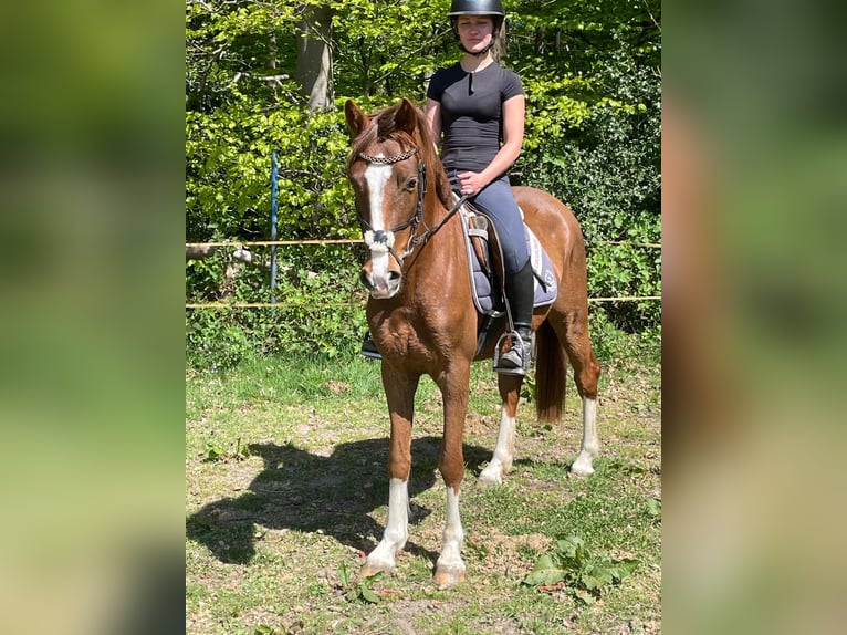 Deutsches Reitpony Mix Wallach 3 Jahre 150 cm Dunkelfuchs in Ritterhude