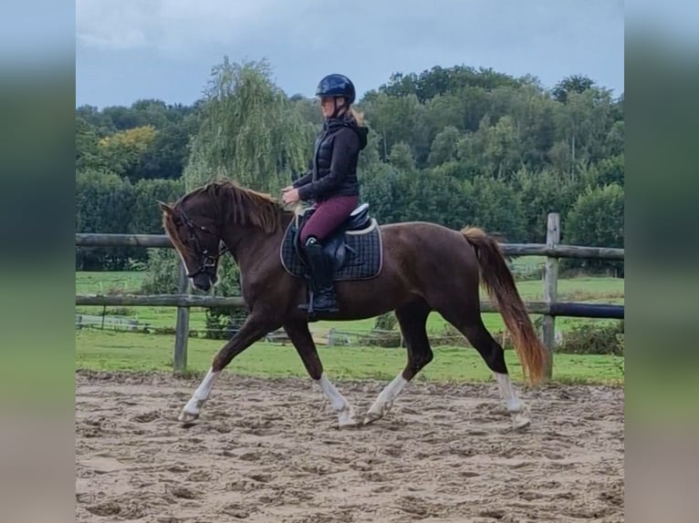 Deutsches Reitpony Mix Wallach 3 Jahre 150 cm Dunkelfuchs in Ritterhude