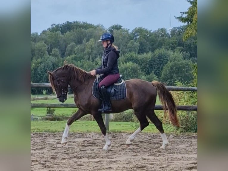 Deutsches Reitpony Mix Wallach 3 Jahre 150 cm Dunkelfuchs in Ritterhude