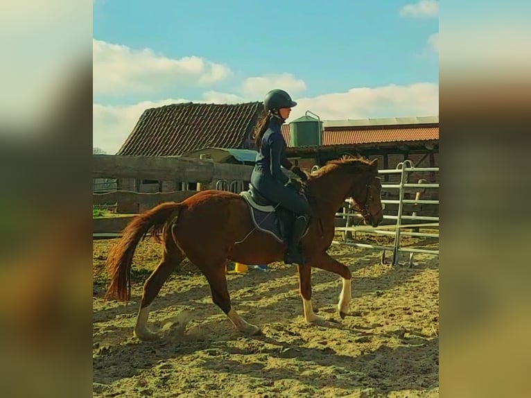 Deutsches Reitpony Mix Wallach 3 Jahre 150 cm Dunkelfuchs in Ritterhude