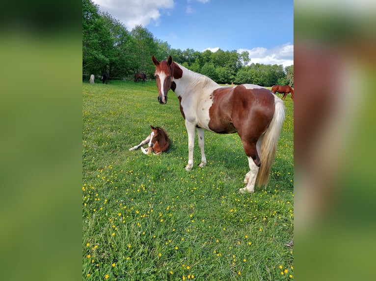 Deutsches Reitpony Mix Wallach 3 Jahre 150 cm Dunkelfuchs in Ritterhude
