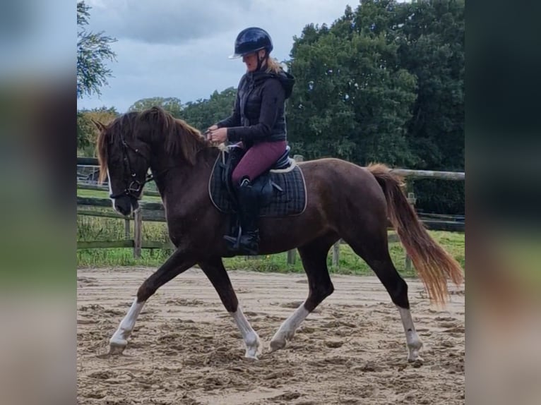 Deutsches Reitpony Mix Wallach 3 Jahre 150 cm Dunkelfuchs in Ritterhude