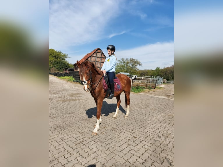 Deutsches Reitpony Mix Wallach 3 Jahre 150 cm Dunkelfuchs in Ritterhude