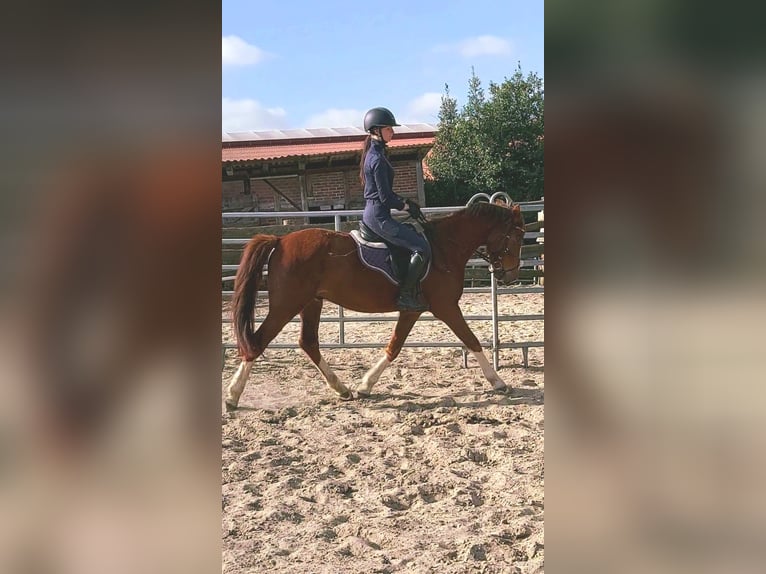 Deutsches Reitpony Mix Wallach 3 Jahre 150 cm Dunkelfuchs in Ritterhude