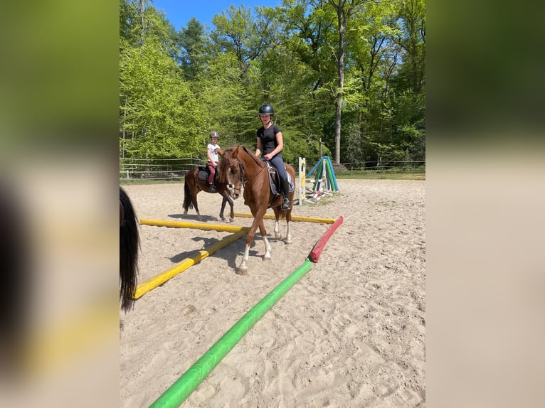 Deutsches Reitpony Mix Wallach 3 Jahre 150 cm Dunkelfuchs in Ritterhude
