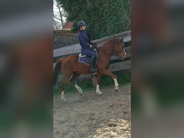 Deutsches Reitpony Mix Wallach 3 Jahre 150 cm Dunkelfuchs in Ritterhude